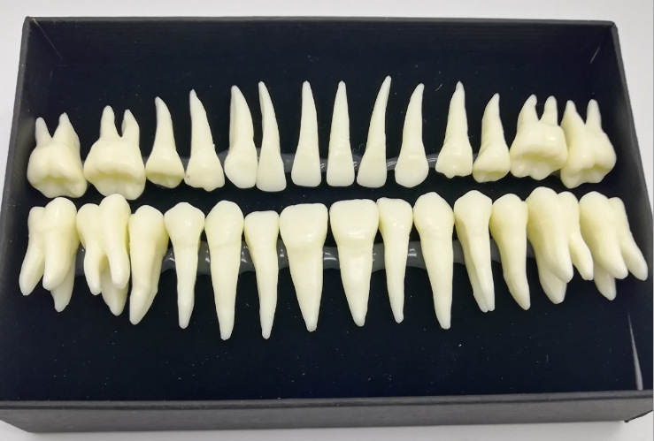 Fogorvosi modell 28 állandó foggal és gyökér-szimulációval felnőtteknek (izolált fogmodell)