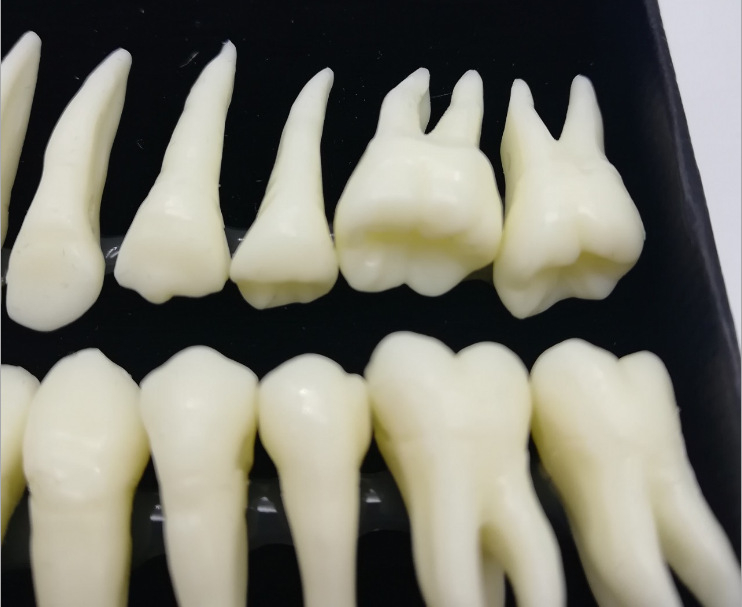 Fogorvosi modell 28 állandó foggal és gyökér-szimulációval felnőtteknek (izolált fogmodell)