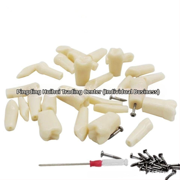 Οδοντιατρικό μοντέλο εκπαίδευσης με 32 δόντια, ανοιχτό πολφό, βίδες, για ενήλικες