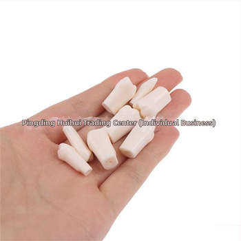 Οδοντιατρικό μοντέλο εκπαίδευσης με 32 δόντια, ανοιχτό πολφό, βίδες, για ενήλικες