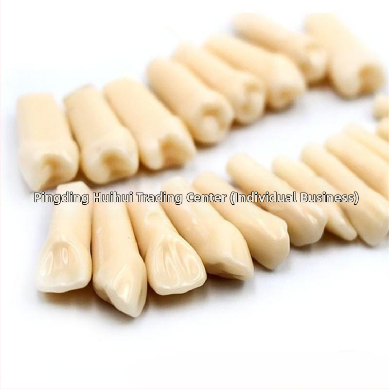 Zubný model na výučbu s 32 zubami, otvorená zubná dreň, vrátane skrutiek, pre dospelých