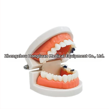 Shang Shang οδοντικό μοντέλο διδασκαλίας για ενήλικες, μιας χρήσης, 90 g, σετ 100