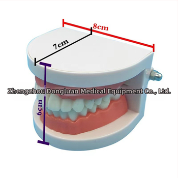 Shang Shang οδοντικό μοντέλο διδασκαλίας για ενήλικες, μιας χρήσης, 90 g, σετ 100