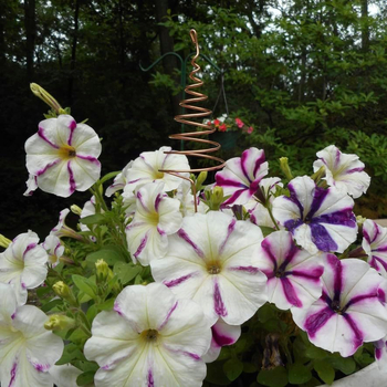 Σπειροειδής ράβδος για φυτά – χαλκός πηνίο για στήριξη, πλαίσιο στήριξης φυτών, Μάρκα CC, προσαρμογή παραγωγής