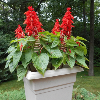 Σπειροειδής ράβδος για φυτά – χαλκός πηνίο για στήριξη, πλαίσιο στήριξης φυτών, Μάρκα CC, προσαρμογή παραγωγής