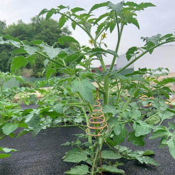 Σπειροειδής ράβδος για φυτά – χαλκός πηνίο για στήριξη, πλαίσιο στήριξης φυτών, Μάρκα CC, προσαρμογή παραγωγής