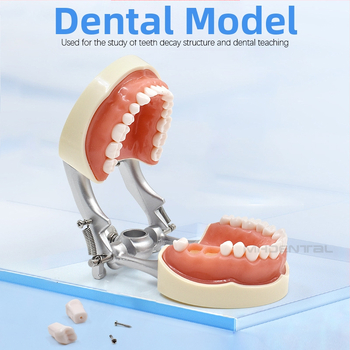 MEHO зъболекарски обучителен модел (модел на зъб) - ABS материал; за тренировка и обучение; кутия: 1 бр.