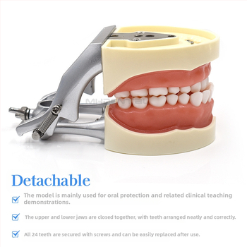 MEHO зъболекарски обучителен модел (модел на зъб) - ABS материал; за тренировка и обучение; кутия: 1 бр.