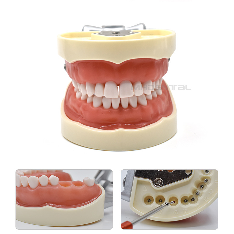MEHO зъболекарски обучителен модел (модел на зъб) - ABS материал; за тренировка и обучение; кутия: 1 бр.