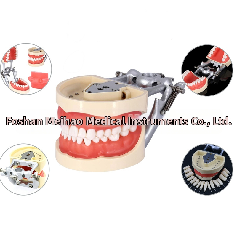 MEHO зъболекарски обучителен модел (модел на зъб) - ABS материал; за тренировка и обучение; кутия: 1 бр.