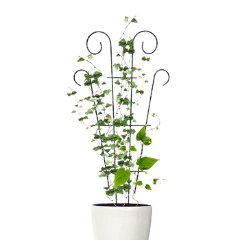 Μεταλλικό πλαίσιο αναρρίχησης φυτών, εσωτερικό στήριγμα λουλουδιών και πλαίσιο οθόνης/διαχωριστικό; υλικό: μέταλλο/σιδηρό χάλυβα; τύπος: πλαίσιο αναρρίχησης και πλαίσιο οθόνης; μάρκα: Huanghua xinze iron art; κατάλληλο για γλάστρες κήπου και στηρίγματα λου