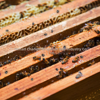 Παγίδα για σκαθάρια σε κυψέλες μελισσοκομίας, παγίδα φωλιάς για μικρά σκαθάρια