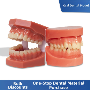 Zobu modelis maloklūzijas demonstrācijai un ortodontikas apmācībai (Zīmols: Leap to the courage; Pieaugušie; 100 gabali; Hebei)