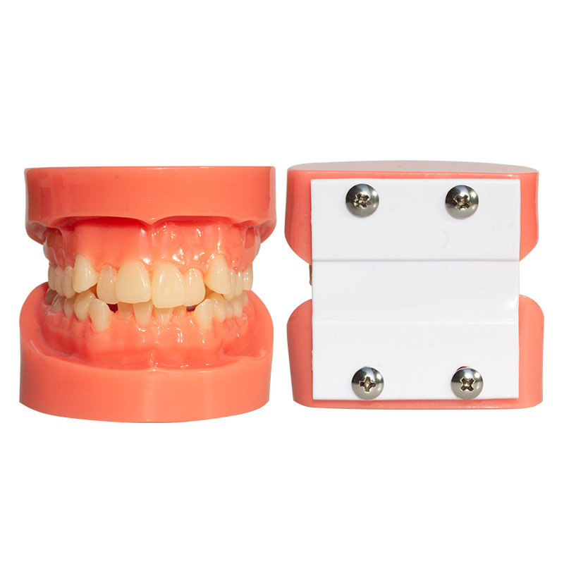 Zobu modelis maloklūzijas demonstrācijai un ortodontikas apmācībai (Zīmols: Leap to the courage; Pieaugušie; 100 gabali; Hebei)