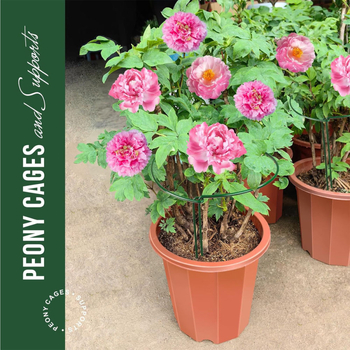 Μεταλλική ημικυκλική βάση φυτών με στήριξη ανάβασής για γλάστρες