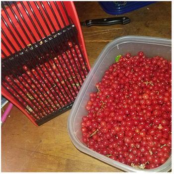 Συλλέκτης μούρων με λαβή — πλαστικό περίβλημα, μεταλλικό κάτω μέρος; εργαλείο κήπων/οπωρών; OEM μάρκα; διαθέσιμες άδειες ιδιωτικών μαρκών.