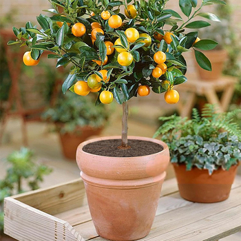 Πολυαιθυλένιο προστατευτικό μαξιλαράκι για γλάστρες με χώμα, προστασία από εισβολή ζώων, γενική χρήση