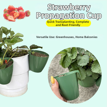 Πλαστικό κύπελλο αναπαραγωγής για φράουλες, διαπερατό κύπελλο μεταφύτευσης για θερμοκήπιο