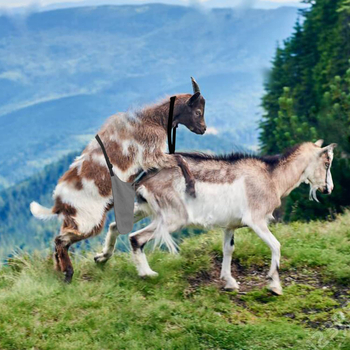 Ποδιά αντιζευγαρώματος για πρόβατα και κατσίκες, καμβάς, Leboy