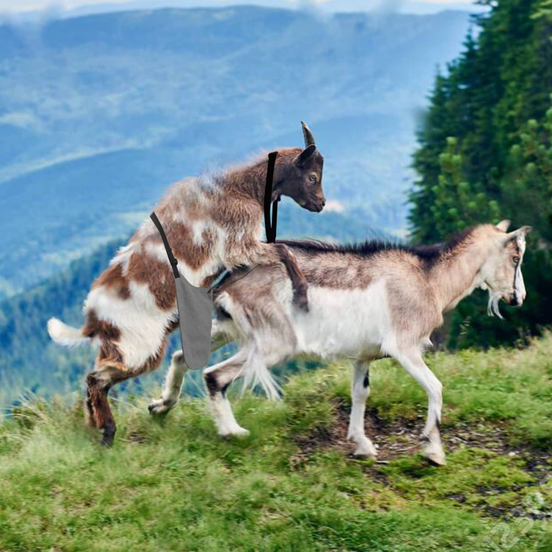 Ποδιά αντιζευγαρώματος για πρόβατα και κατσίκες, καμβάς, Leboy