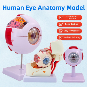 Анатомичен модел на човешкото око, разглобяем, PVC, Blue Butterfly