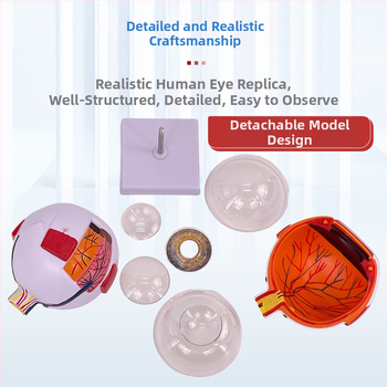 Анатомичен модел на човешкото око, разглобяем, PVC, Blue Butterfly
