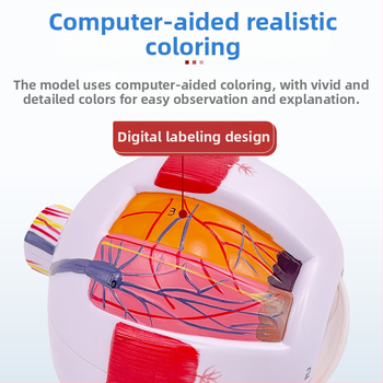 Анатомичен модел на човешкото око, разглобяем, PVC, Blue Butterfly