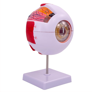 Анатомичен модел на човешкото око, разглобяем, PVC, Blue Butterfly