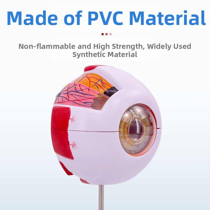 Anatomický model ľudského oka, odnímateľný, PVC materiál, značka Blue Butterfly