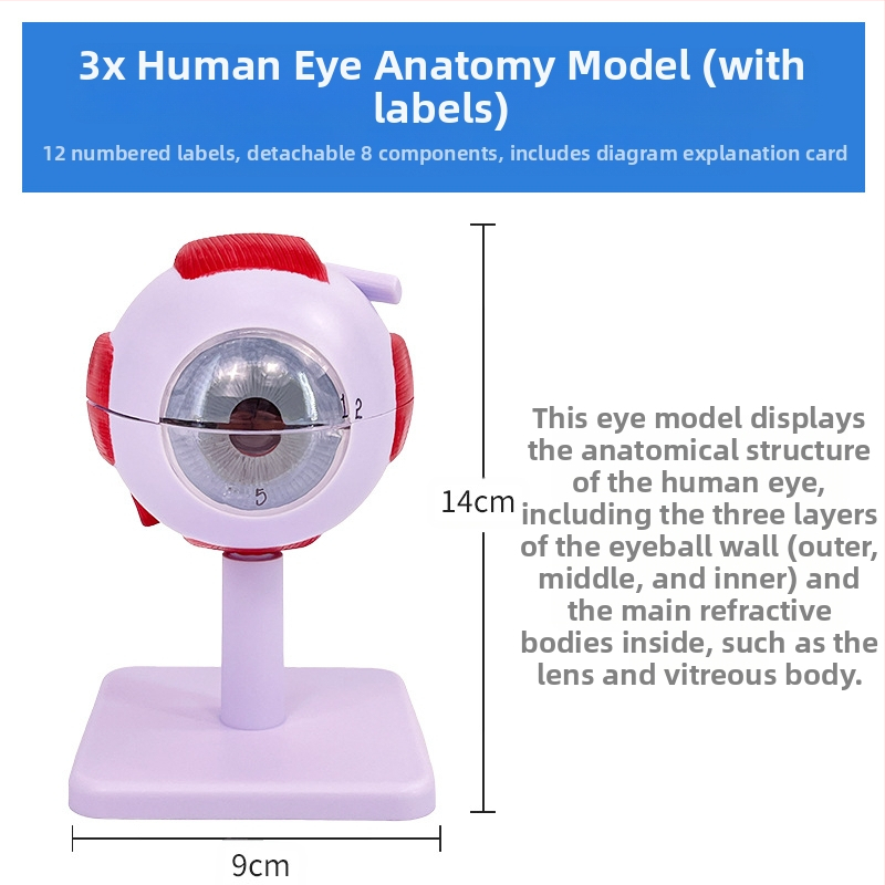 Анатомичен модел на човешкото око, разглобяем, PVC, Blue Butterfly