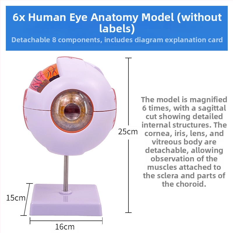 Анатомичен модел на човешкото око, разглобяем, PVC, Blue Butterfly