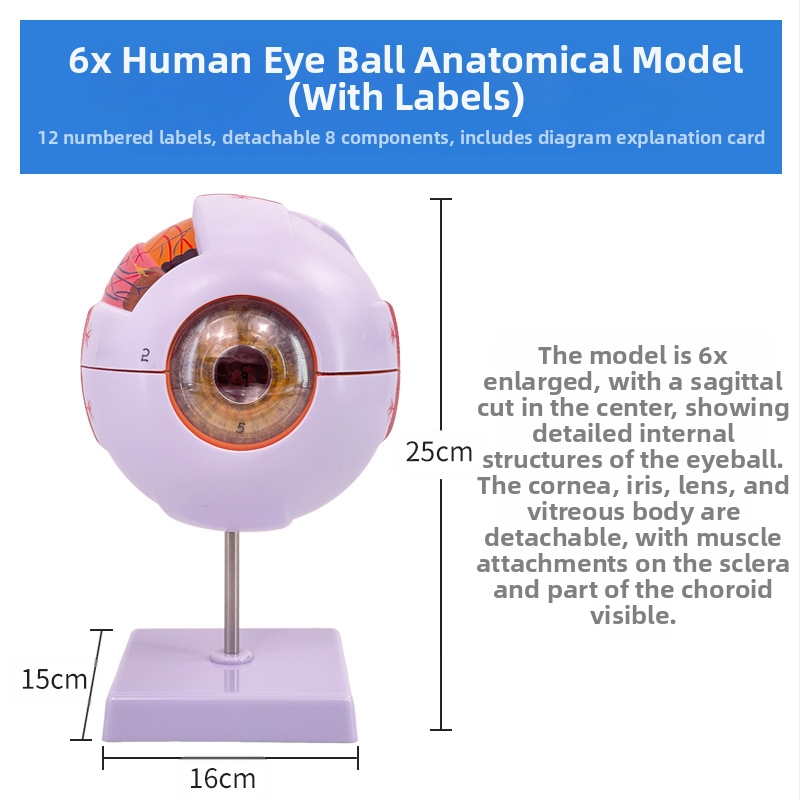 Анатомичен модел на човешкото око, разглобяем, PVC, Blue Butterfly