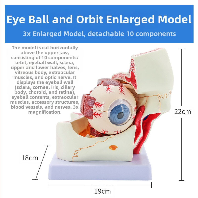 Анатомичен модел на човешкото око, разглобяем, PVC, Blue Butterfly