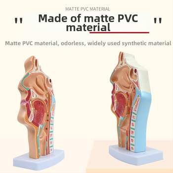 Модел на човешката носна кухина и гърлото със сагитален разрез – обучителен модел за отоларингология