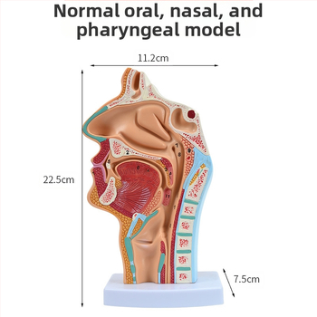 Модел на човешката носна кухина и гърлото със сагитален разрез – обучителен модел за отоларингология