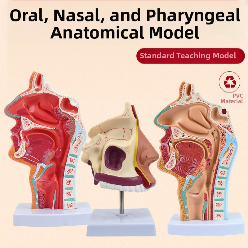 Модел на човешката носна кухина и гърлото със сагитален разрез – обучителен модел за отоларингология