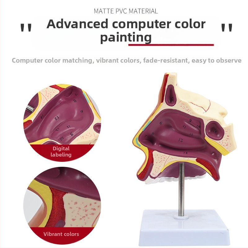 Модел на човешката носна кухина и гърлото със сагитален разрез – обучителен модел за отоларингология