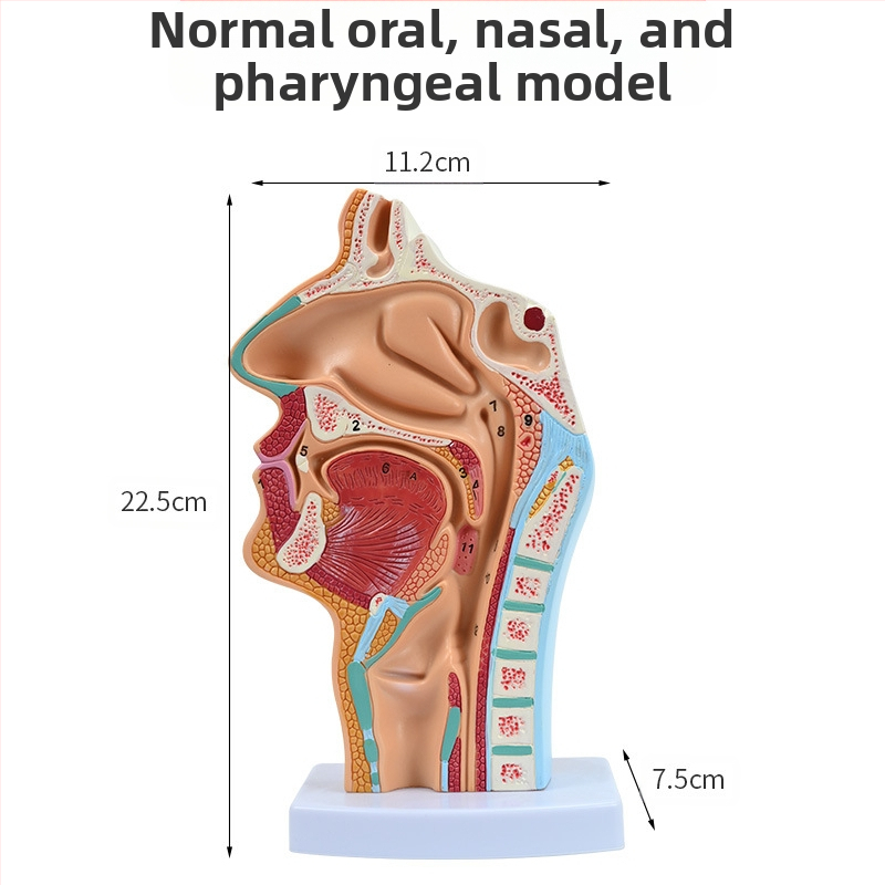 Модел на човешката носна кухина и гърлото със сагитален разрез – обучителен модел за отоларингология
