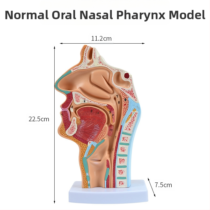Модел на човешката носна кухина и гърлото със сагитален разрез – обучителен модел за отоларингология