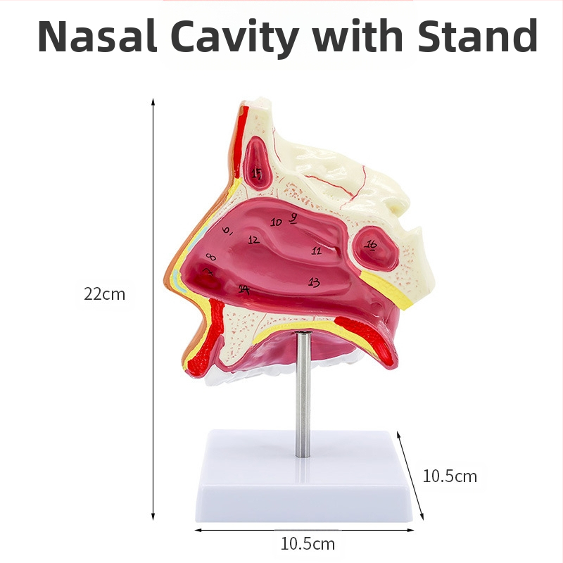 Модел на човешката носна кухина и гърлото със сагитален разрез – обучителен модел за отоларингология