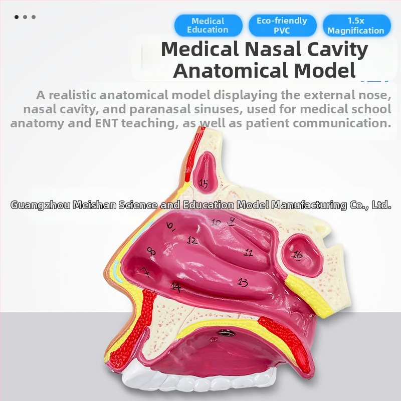 Модел на човешката носна кухина и гърлото със сагитален разрез – обучителен модел за отоларингология