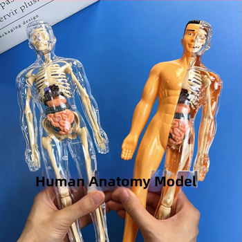 Εκπαιδευτικό μοντέλο ανθρώπινου σκελετού για παιδιά, πλαστικό κιτ DIY συναρμολόγησης, ηλικίες 4–6 ετών, πολυλειτουργικό, μη ηλεκτρικό.