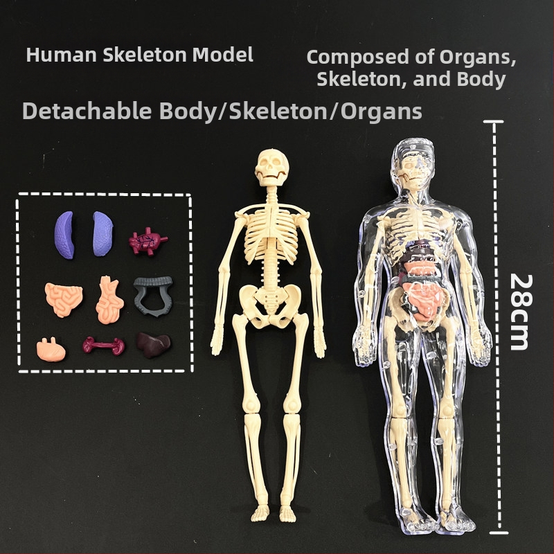 Образователен модел на човешки скелет за деца, пластмасов комплект за сглобяване, за 4–6 години, многофункционален, без електричество.