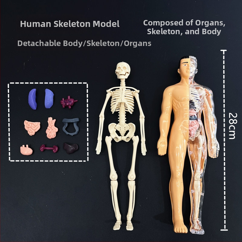Образователен модел на човешки скелет за деца, пластмасов комплект за сглобяване, за 4–6 години, многофункционален, без електричество.