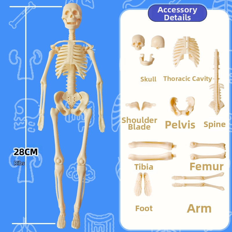 Образователен модел на човешки скелет за деца, пластмасов комплект за сглобяване, за 4–6 години, многофункционален, без електричество.