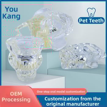 Háziállatok dentális modellje oktatáshoz, Youkang Technology, OEM fogmodell, dobozban 100 darab, kategória: egyéb szájhigiéniai kémiai termékek