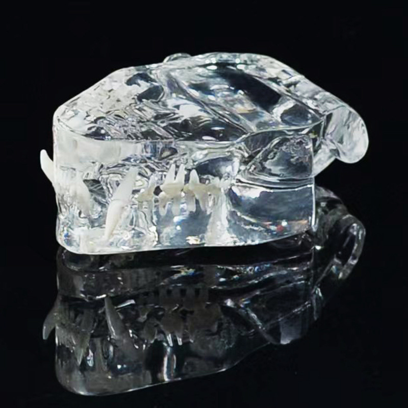 Háziállatok dentális modellje oktatáshoz, Youkang Technology, OEM fogmodell, dobozban 100 darab, kategória: egyéb szájhigiéniai kémiai termékek