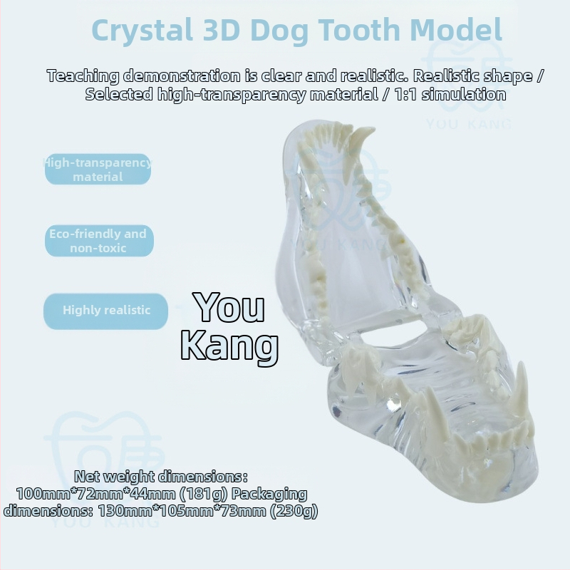Háziállatok dentális modellje oktatáshoz, Youkang Technology, OEM fogmodell, dobozban 100 darab, kategória: egyéb szájhigiéniai kémiai termékek