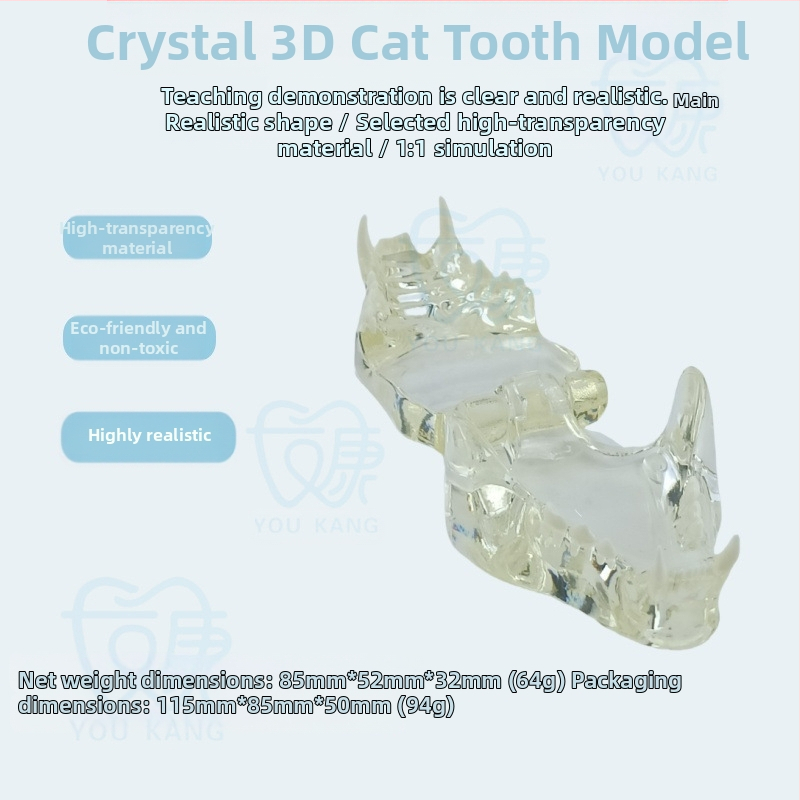 Háziállatok dentális modellje oktatáshoz, Youkang Technology, OEM fogmodell, dobozban 100 darab, kategória: egyéb szájhigiéniai kémiai termékek