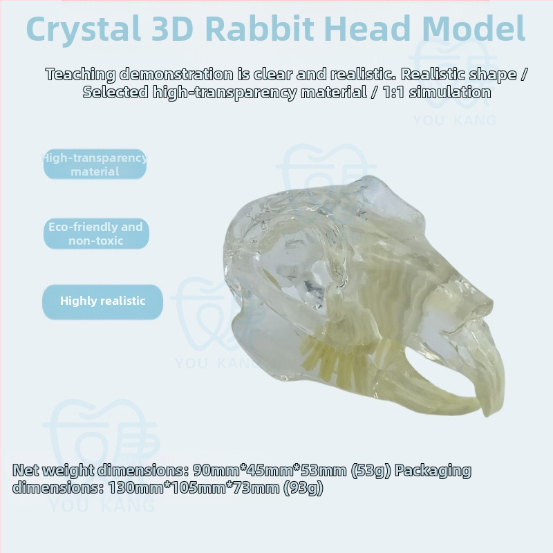 Háziállatok dentális modellje oktatáshoz, Youkang Technology, OEM fogmodell, dobozban 100 darab, kategória: egyéb szájhigiéniai kémiai termékek